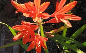 Cyrtanthus rouge